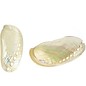 SEAURCO Mother of Pearl Abalone Asses Ears 4-8cm