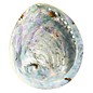 SEAURCO Polished Opal Abalone 17cm