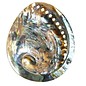 SEAURCO Polished Opal Abalone 13cm