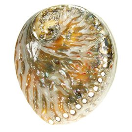 SEAURCO Polished Opal Abalone 13cm