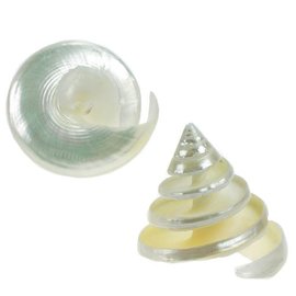 Mother of Pearl Spiral Trocus 5cm