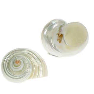 SEAURCO Mother of Pearl Silvermouth Turbo 4cm