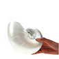 SEAURCO Mother of Pearl Chambered Nautilus 17cm