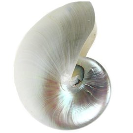 SEAURCO Mother of Pearl Chambered Nautilus 17cm