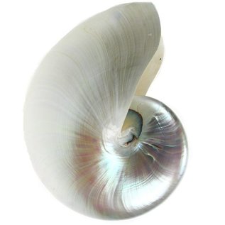 SEAURCO Mother of Pearl Chambered Nautilus 17cm