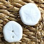 Sand Dollar