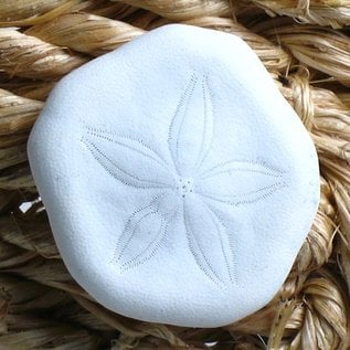 Sand Dollar