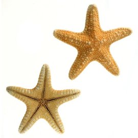 Jungle Starfish 5cm
