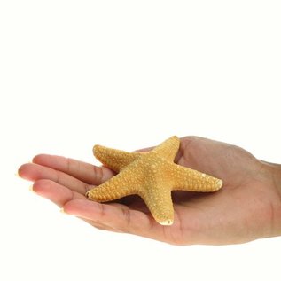 Jungle Star Fish 7.5cm