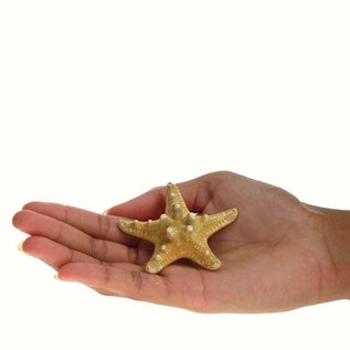 Thorney Starfish 2.5cm