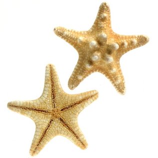 Thorney Starfish 5cm