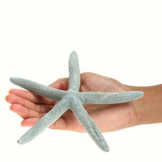 Blue Starfish 12cm