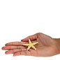 Brittle Starfish 2.5cm