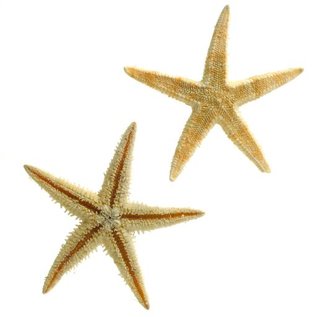 Brittle Starfish 2.5cm