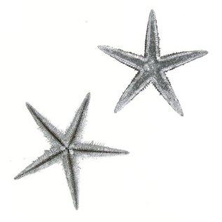 Silver Brittle Starfish 5cm