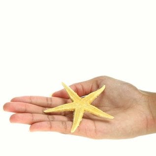 Brittle Starfish 7.5cm