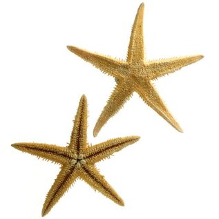 Brittle Starfish 7.5cm