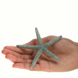 Starfish Natural Blue 4-5"