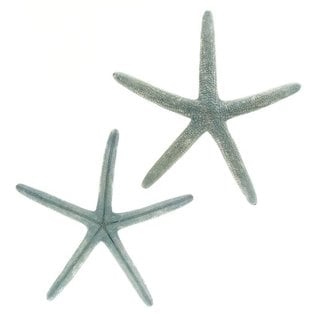 Starfish Natural Blue 4-5"