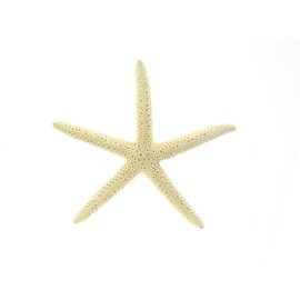 Bleached Blue Starfish 10cm
