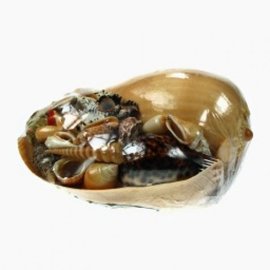 SHELLPACK MELON