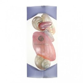 Polished Shells Gift Pack - Lilac