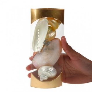 Polished Shells Gift Set - Gold