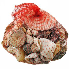 Net Bag with Assorted Shells