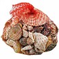 Net Bag with Assorted Shells