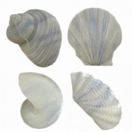 Shell Soap - Grey x3