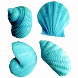 Shell Soap - Turquoise x3