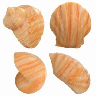 Shell Soap - Peach x3