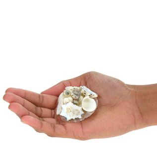 White Capiz Disc with Shells