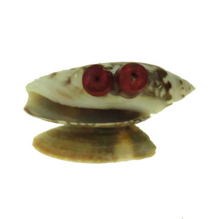 SEAURCO Monster Family Craft Kit, Seashell shell Craft kit