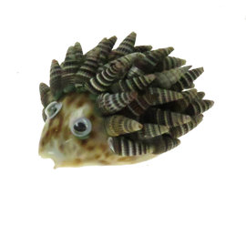 SEAURCO Hedgehog Craft Kit, Seashell shell Craft kit