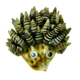 SEAURCO Hedgehog Craft Kit, Seashell shell Craft kit