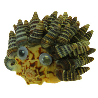 SEAURCO Hedgehog Craft Kit, Seashell shell Craft kit