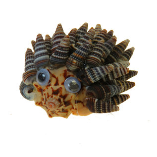 SEAURCO Hedgehog Craft Kit, Seashell shell Craft kit