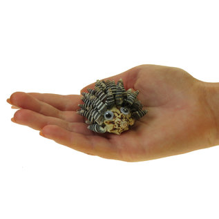 SEAURCO Hedgehog Craft Kit, Seashell shell Craft kit