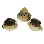 SEAURCO Crab Craft Kit, Seashell shell Craft kit