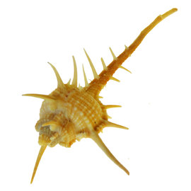 SEAURCO Murex Tenuspina