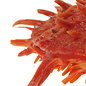 SEAURCO Orange Spondylus