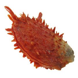 SEAURCO Orange Spondylus