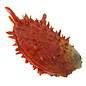 SEAURCO Orange Spondylus