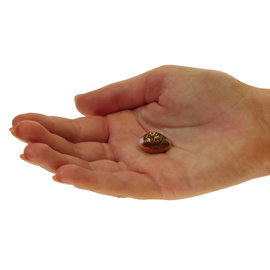 SEAURCO Tiny Cowrie 1-1.5cm