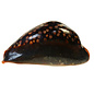 SEAURCO Black Humped Cowrie