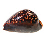 SEAURCO Black Humped Cowrie