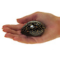 SEAURCO Black Humped Cowrie