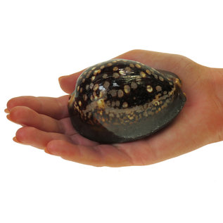 SEAURCO Black Humped Cowrie