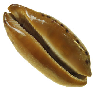 SEAURCO Testundinaria Cowrie